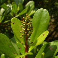 Lumnitzera littorea (Jack) Voigt